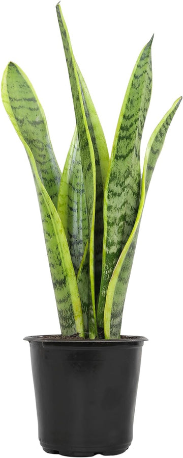 Fully Rooted Sansevieria Trifasciata Laurentii Indoor House Plant in Pot