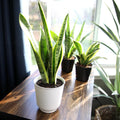 Fully Rooted Sansevieria Trifasciata Laurentii Indoor House Plant in Pot