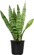 Fully Rooted Sansevieria Trifasciata Laurentii Indoor House Plant in Pot