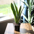 Fully Rooted Sansevieria Trifasciata Laurentii Indoor House Plant in Pot