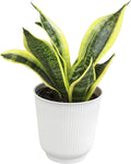 Fully Rooted Sansevieria Trifasciata Laurentii Indoor House Plant in Pot