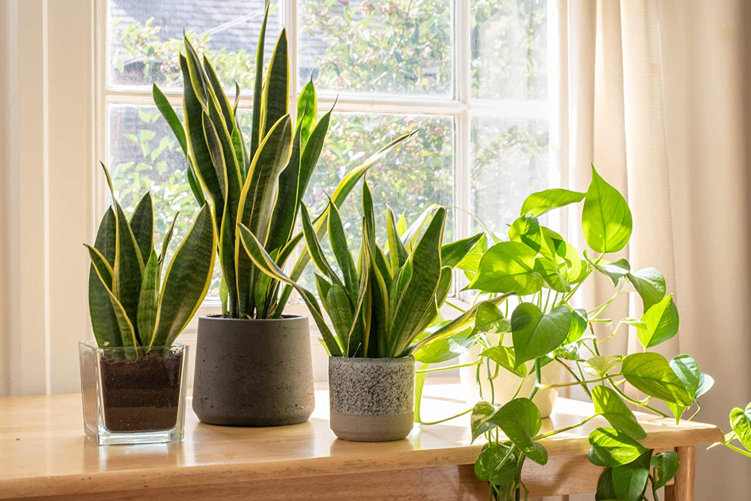 Fully Rooted Sansevieria Trifasciata Laurentii Indoor House Plant in Pot