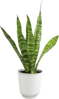 Fully Rooted Sansevieria Trifasciata Laurentii Indoor House Plant in Pot