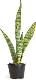 Fully Rooted Sansevieria Trifasciata Laurentii Indoor House Plant in Pot