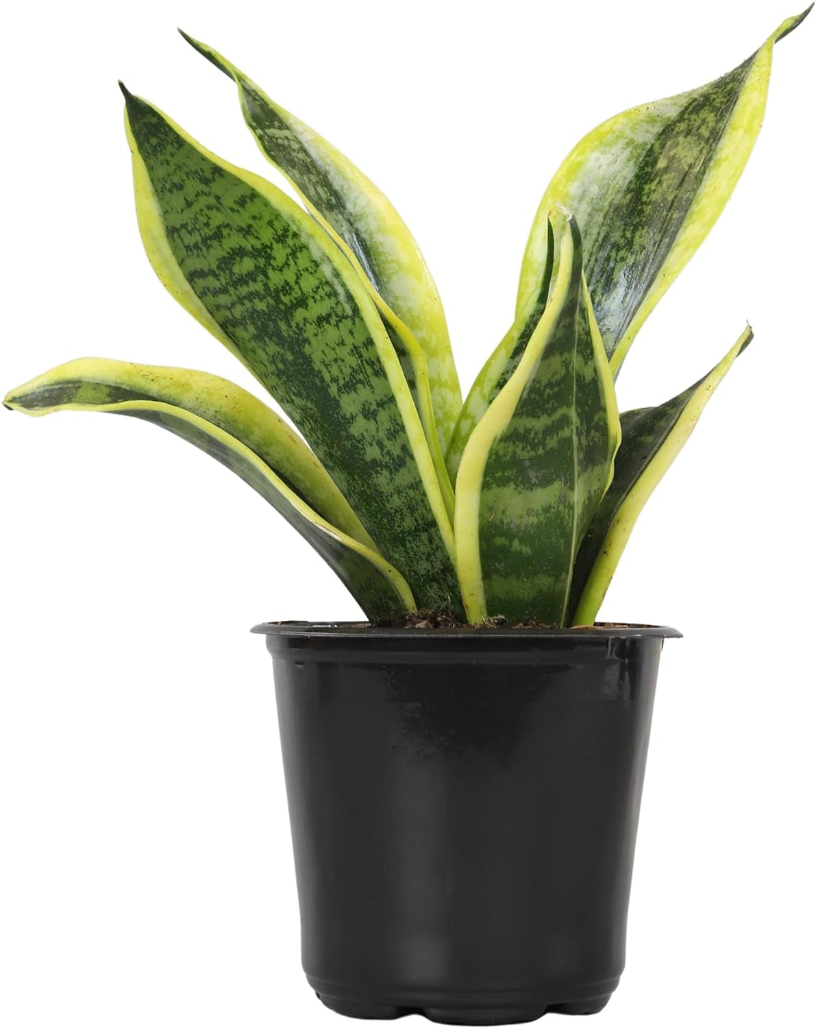 Fully Rooted Sansevieria Trifasciata Laurentii Indoor House Plant in Pot