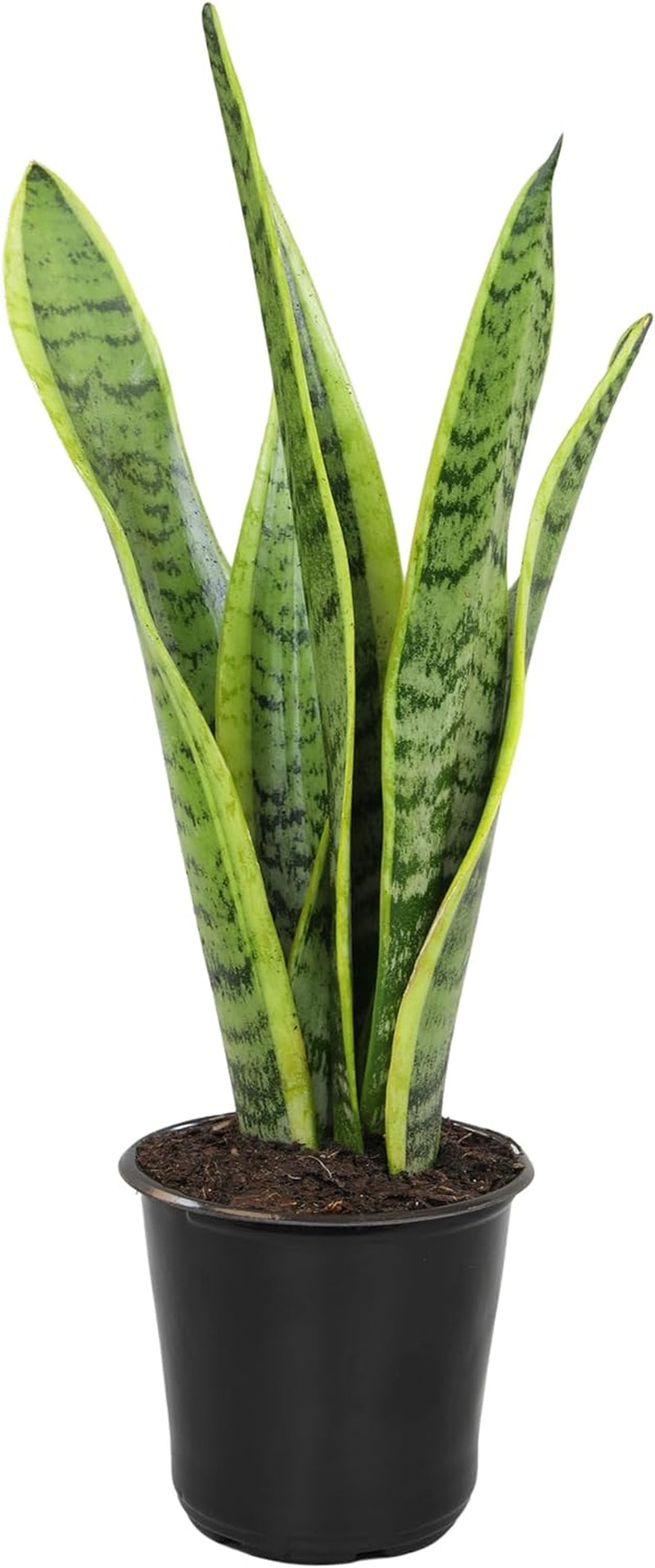 Fully Rooted Sansevieria Trifasciata Laurentii Indoor House Plant in Pot