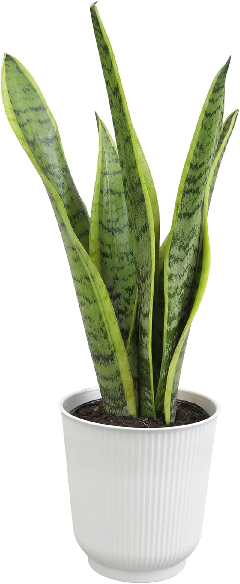 Fully Rooted Sansevieria Trifasciata Laurentii Indoor House Plant in Pot