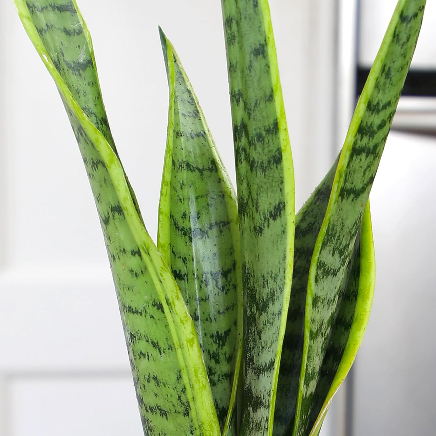 Fully Rooted Sansevieria Trifasciata Laurentii Indoor House Plant in Pot