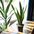 Fully Rooted Sansevieria Trifasciata Laurentii Indoor House Plant in Pot