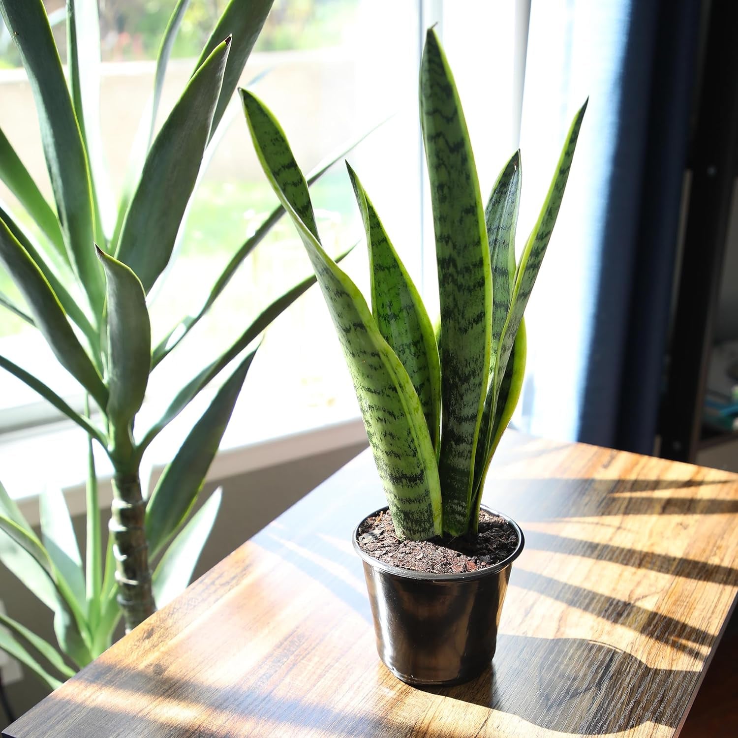 Fully Rooted Sansevieria Trifasciata Laurentii Indoor House Plant in Pot