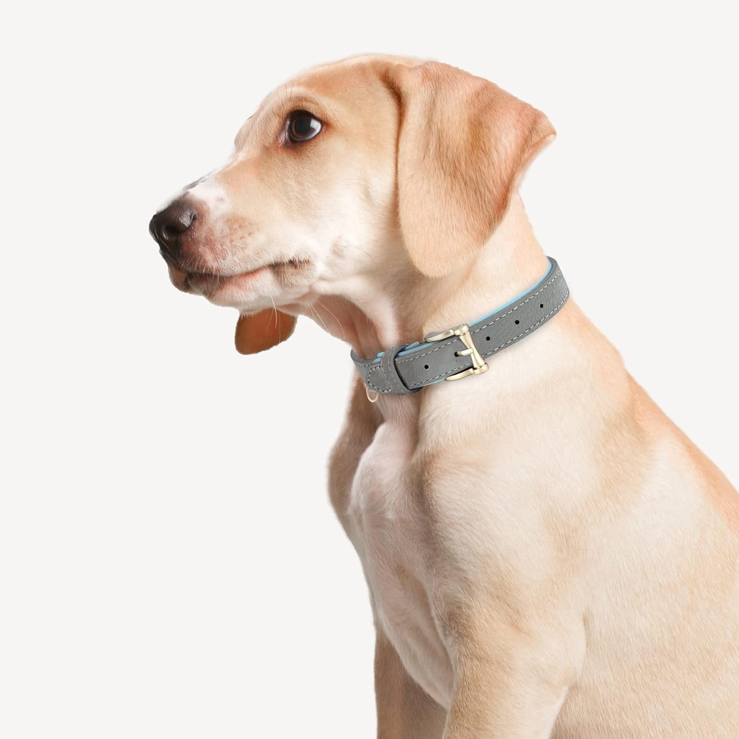 "Genuine Leather Dog Collar with Soft Padding and Stylish Design for Small, Medium, and Large Dogs"