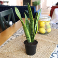 Fully Rooted Sansevieria Trifasciata Laurentii Indoor House Plant in Pot